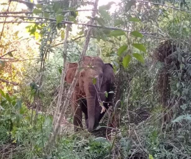 Kawanan Gajah Kembali Masuk ke Pemukiman Penduduk