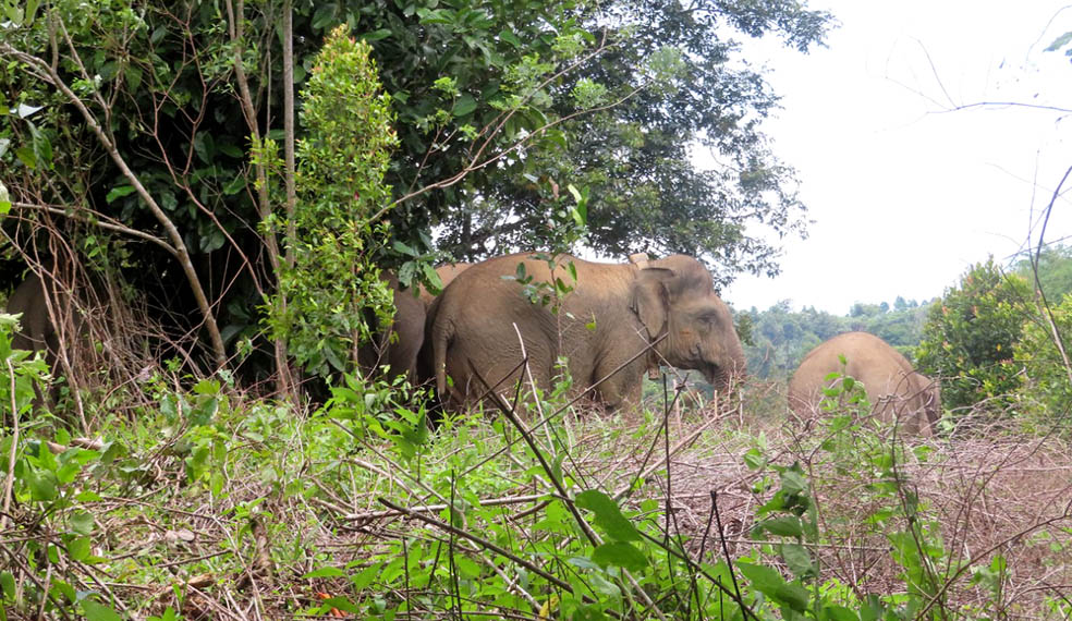Menjauh Dari TNBBS, Kawanan Gajah Dekati Pemukiman di Suoh 