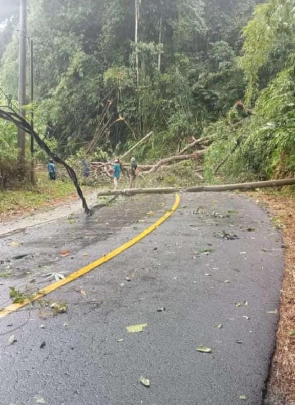 Waspada! Bencana Longsor dan Pohon Tumbang Lumpuhkan Ruas Jalan Baturbrak - Belalau 