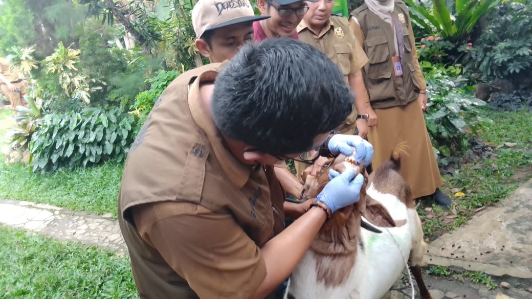 Kebutuhan Hewan Kurban di Bandar Lampung Tahun Ini Bertambah, Pemkot Siapkan Pengawasan Ketat