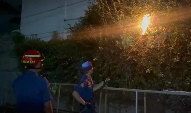 Evakuasi Non Kebakaran Awal Tahun 2026, Sarang Tawon Paling Banyak Dilaporkan