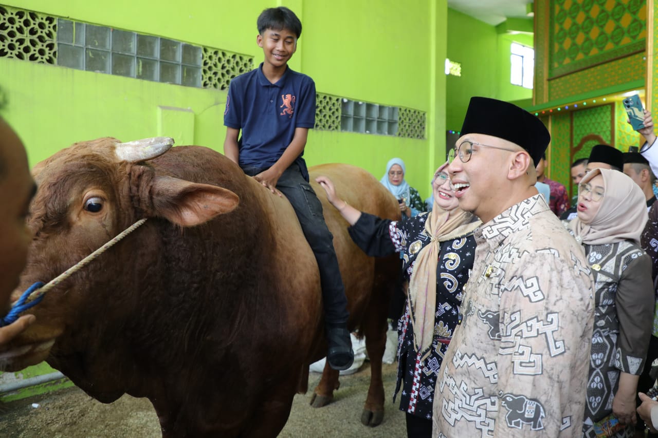 Gubernur Mirza Serahkan Sapi Kurban dari Presiden Prabowo Jenis Simmental dengan Berat Mencapai 1.058 Kg