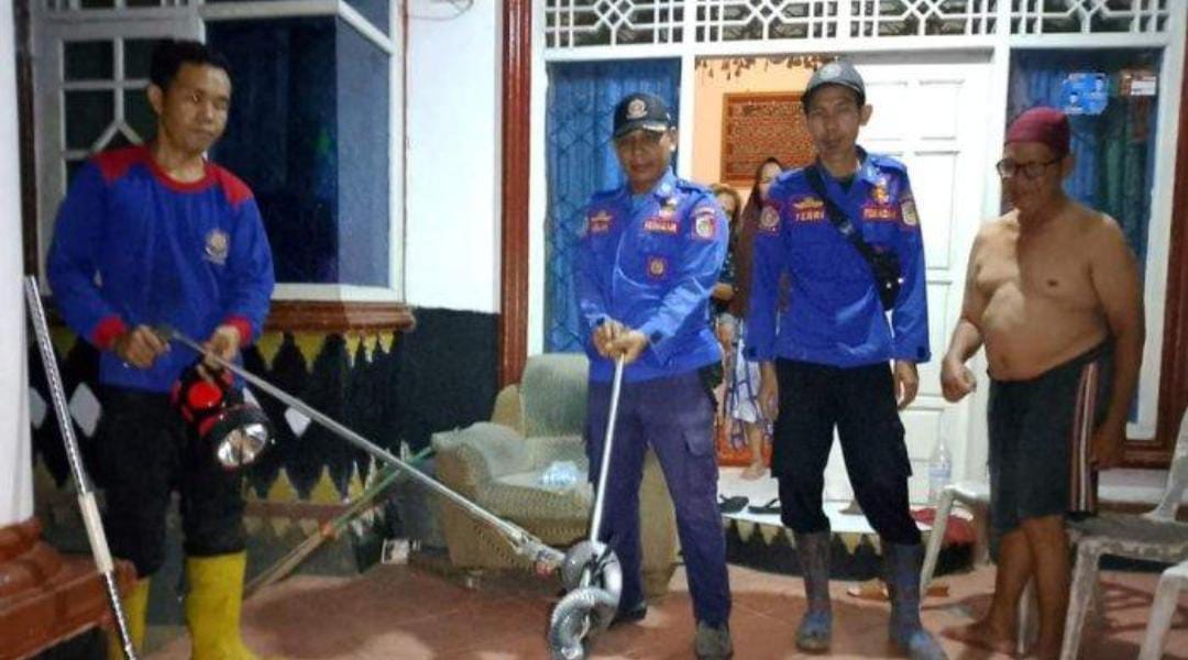 'Bertamu' ke Rumah Warga Malam Hari, Ular Kobra Diciduk Damkar Tulang Bawang