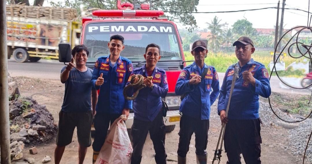 Ular Sanca Masuk Gudang, Pemilik Rumah Sempat Panik