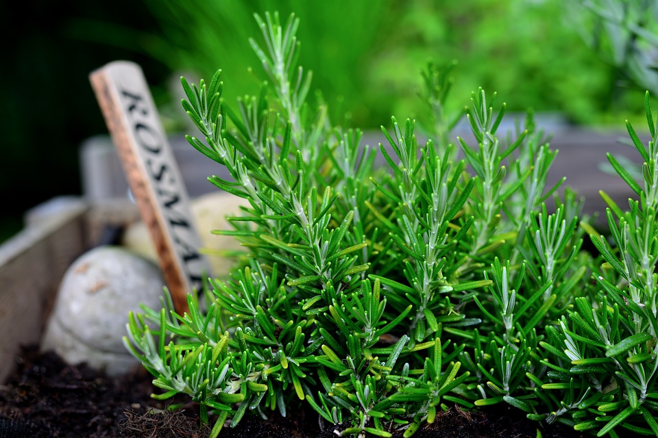 Tanaman Rosemary, Bumbu Masak Yang Baik Untuk Kesehatan