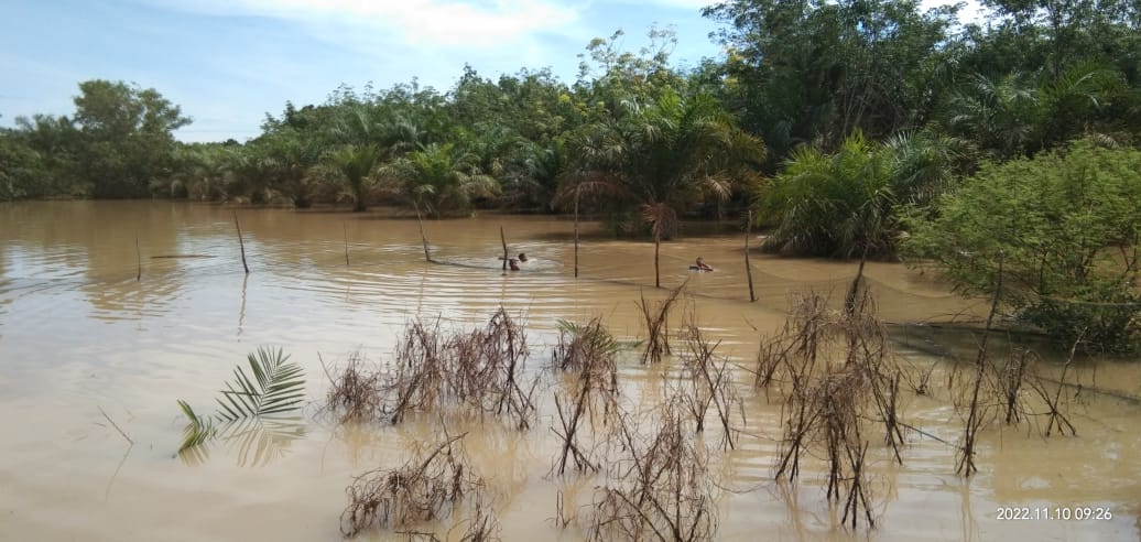 Banjir Genangi Lahan Sawah, Petani Way Kanan Ketar-ketir