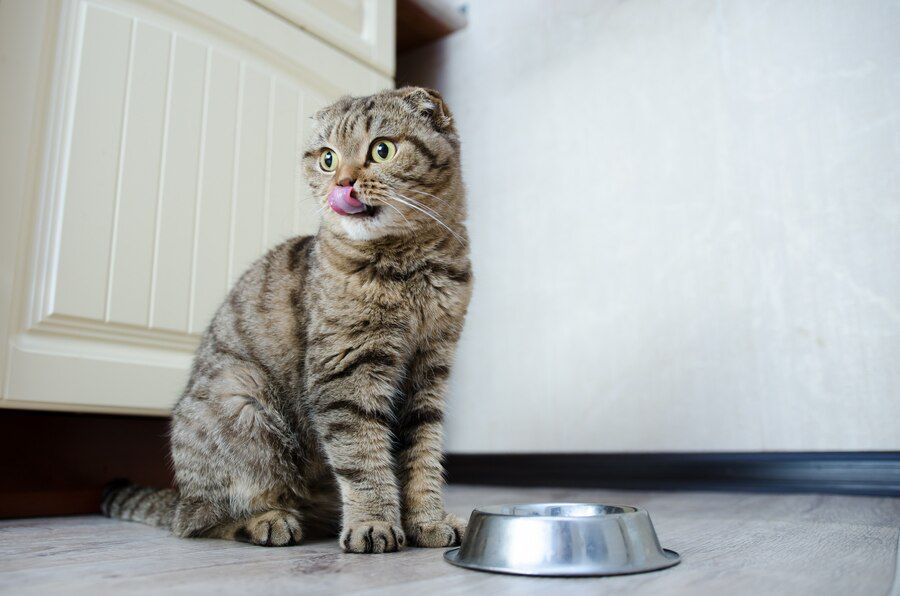 Cara Membuat Makanan Basah untuk Para Kucing Kesayangan di Rumah