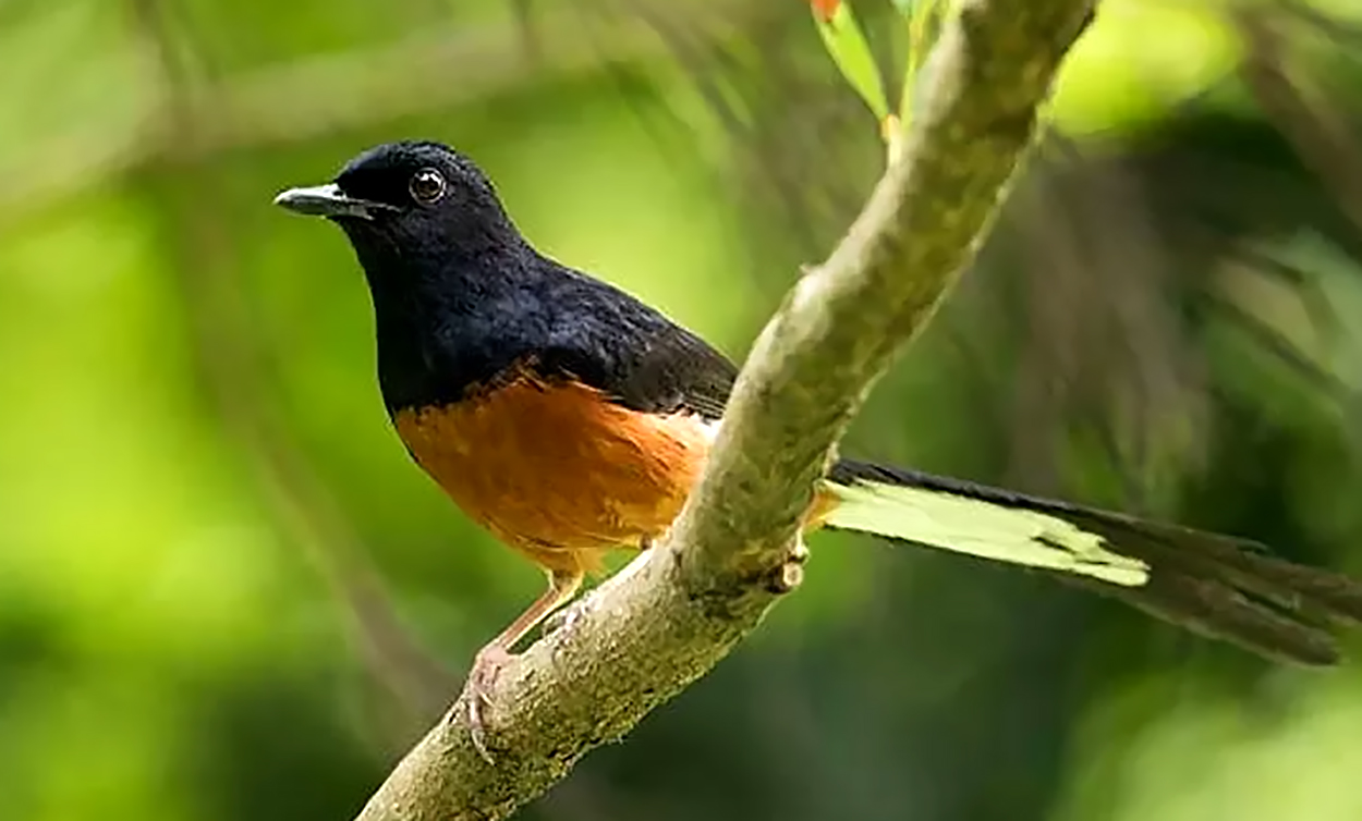 Burung Murai Batu Drop Mental? Ini Penyebab dan Cara Menanganinya  