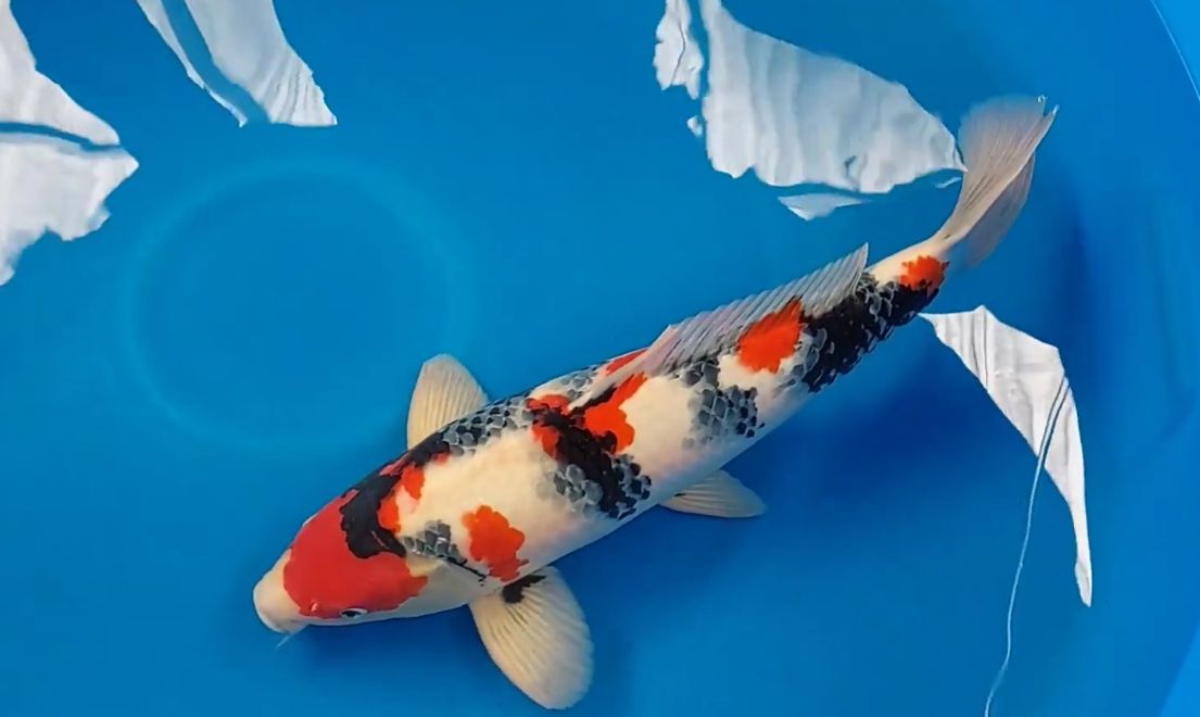 Asal Usul Koi Showa yang Jadi Favorit Kolektor Sejak Era Kekaisaran Jepang