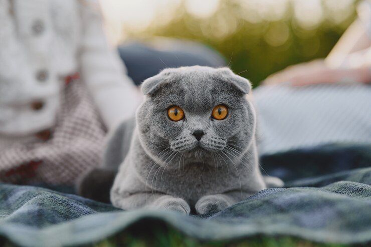 Unik dengan Telinga Lipat, Inilah Fakta Tentang Kucing Scottish Fold