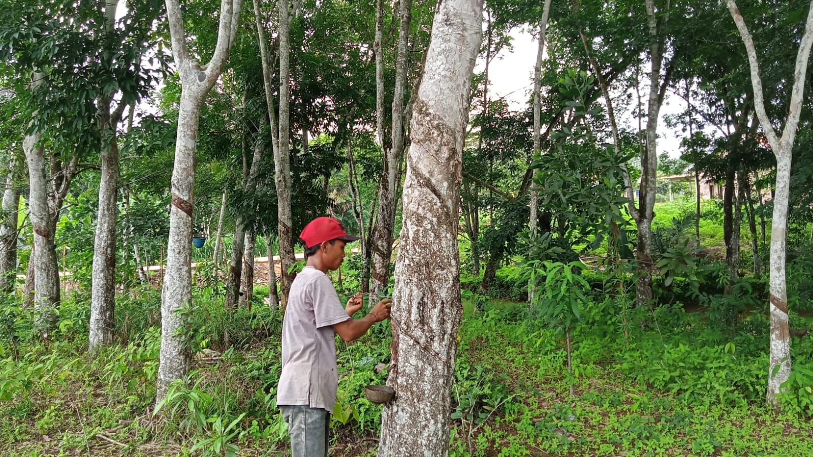 Alami Penyusutan Getah Karet, Petani di Mesuji Sebut Karena Cuaca Panas