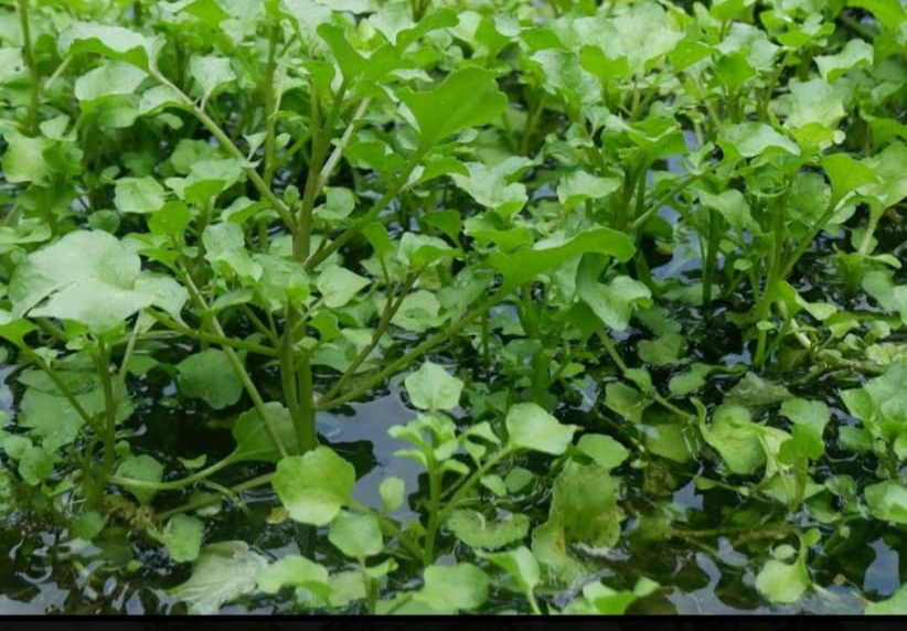 Selada Air, Sayuran Daun Tertua yang Kaya Manfaat