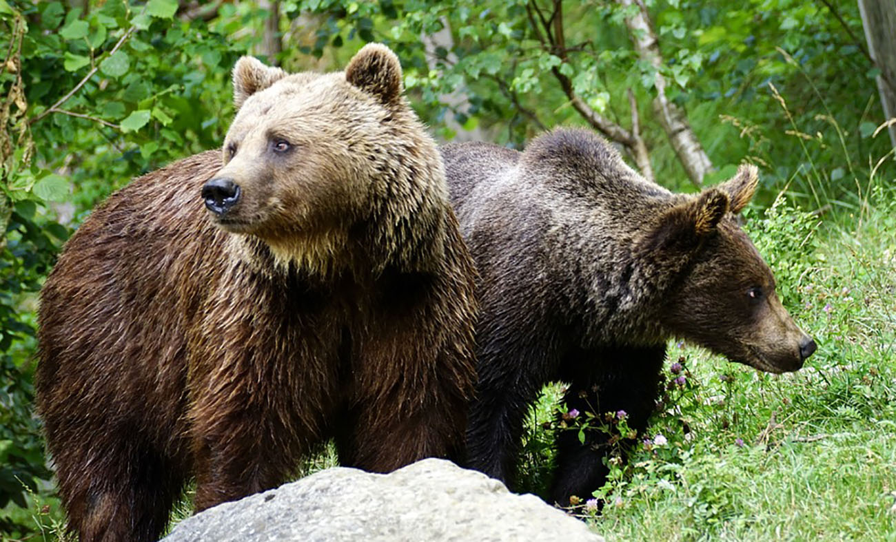 Sepasang Beruang Dekati Pemukiman di Semaka, Rusak Puluhan Batang Kelapa 