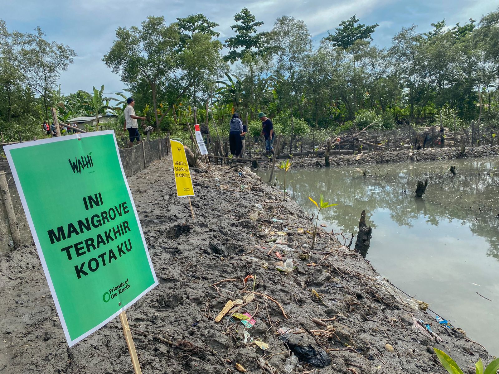 Upaya Penyelamatan Kawasan Hutan Bakau Terakhir di Bandar Lampung, Walhi Tanam Kembali 500 Batang Mangrove