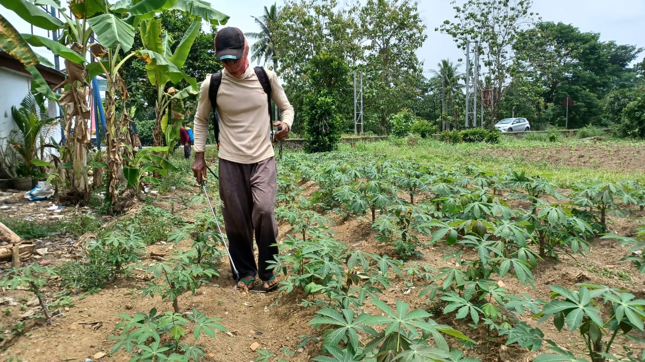 Subsidi Dihapus, Petani Singkong di Lampung Timur Mulai Beralih Gunakan Pupuk Alternatif