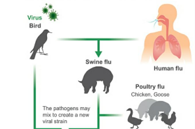 Waspada Wabah Flu Burung, Begini Penjelasan Kemenkes RI