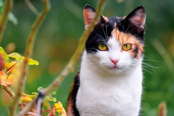 Fakta Menarik Tentang Kucing Calico, Apakah Kucing ini Dianggap Sebagai Pembawa Keberuntungan?