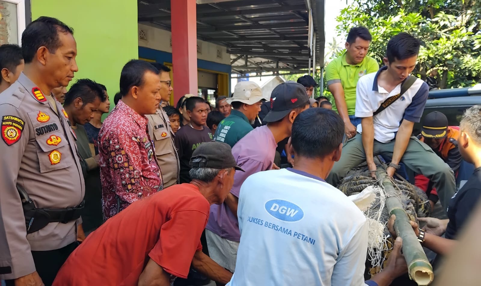 Buaya Raksasa 4,5 Meter di Sungai Semaka Ditangkap, Kapolsek Dampingi Penyerahan ke BKSDA Lampung
