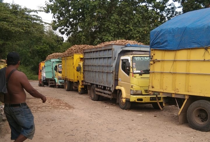 Asperti Lampung Dukung SK Harga Singkong, tapi Minta Gubernur Tinjau Ulang Implementasi di Lapangan