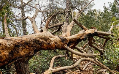 Seringnya Terjadi Pohon Tumbang, Masyarakat Diimbau Waspada