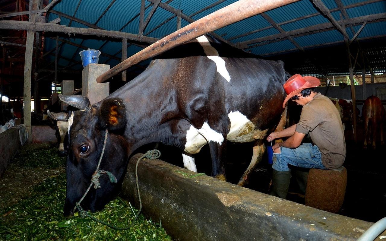 Klaster Susu Binaan BRI di Ponorogo Berhasil Tingkatkan Kapasitas Produksi