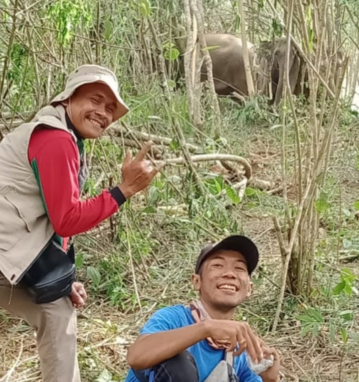 Sempat Masuk Pemukiman, Belasan Gajah di Suoh Berhasil Dihalau 