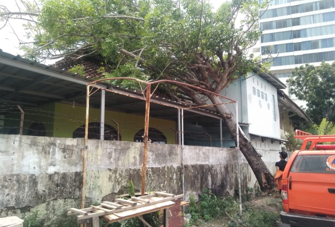 1 Pohon Tumbang Kena Atap Mushola Dinas Perikanan Lampung, Diduga Karena Angin Kencang