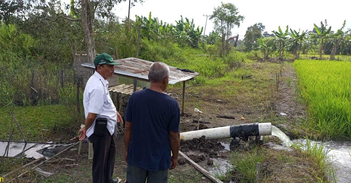 Sawah Terancam Kekeringan Ini Langkah Pemkab Mesuji