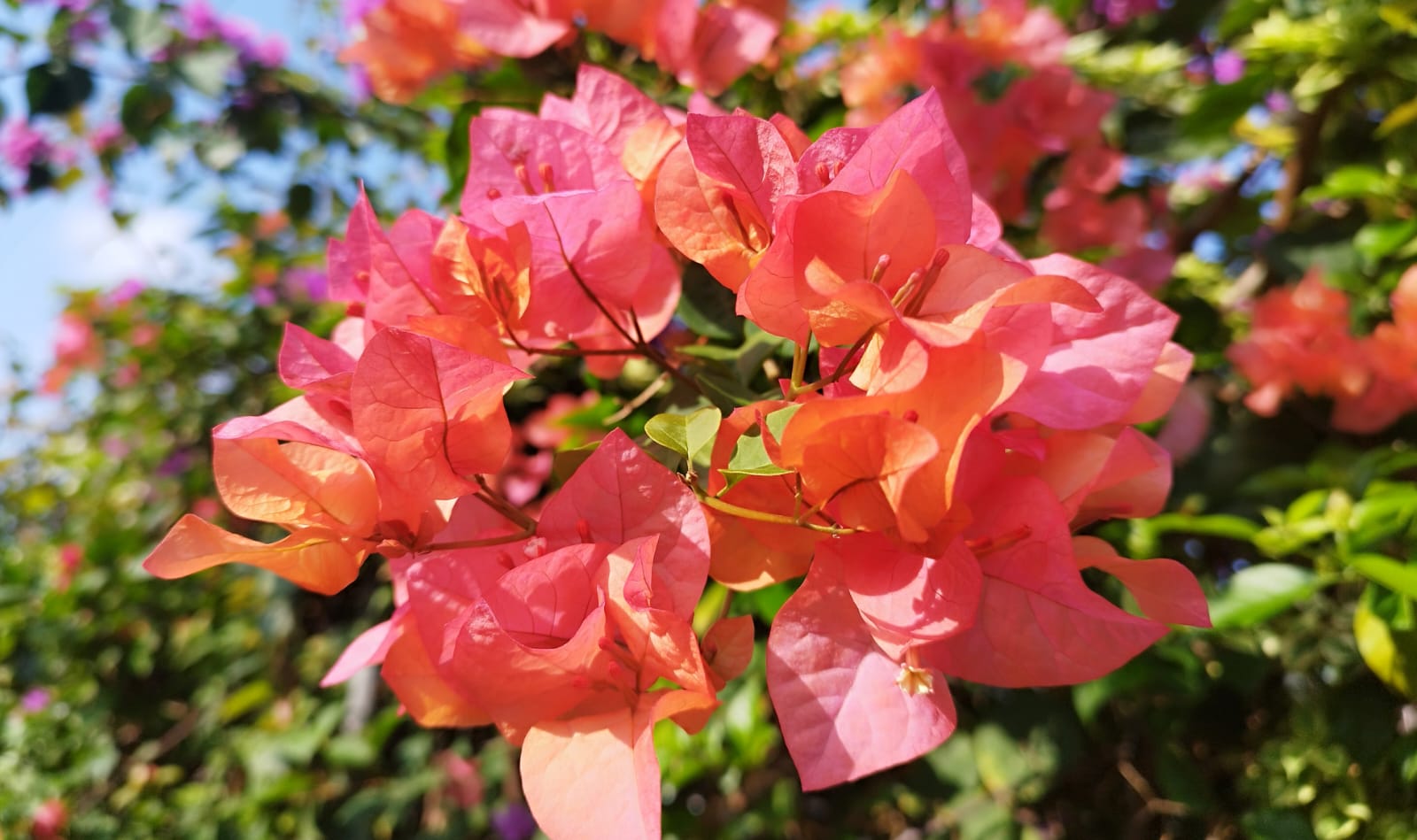 Cukup Dua Langkah Ini, Bougenville Bakal Berbunga Rimbun 