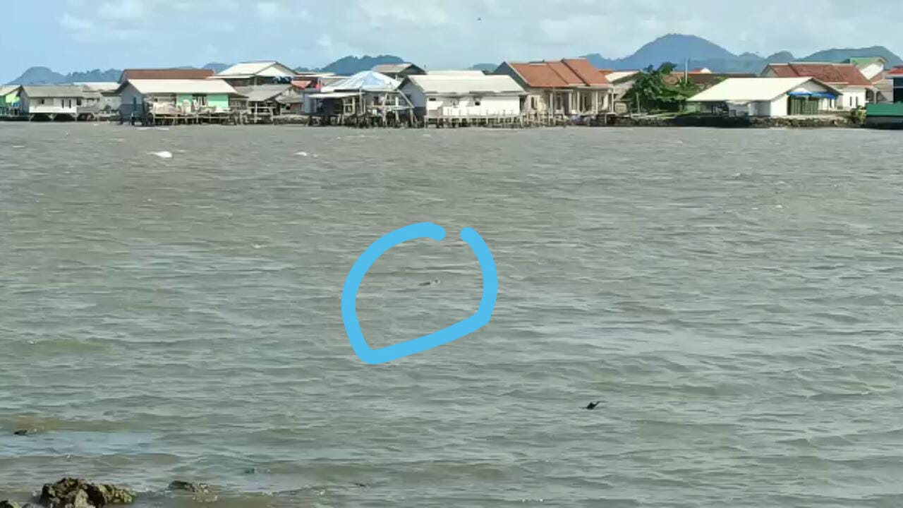 Seekor Buaya Air Asin Muncul di Perairan Pesisir Teluk Bandar Lampung, Warga di Imbau untuk Hati-hati