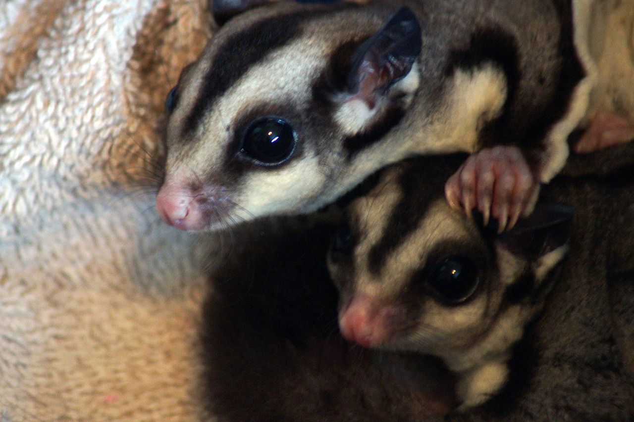 Berikan Makanan yang Tepat untuk Hewan Eksotis Sugar Glider, Hindari Cokelat untuk Camilannya