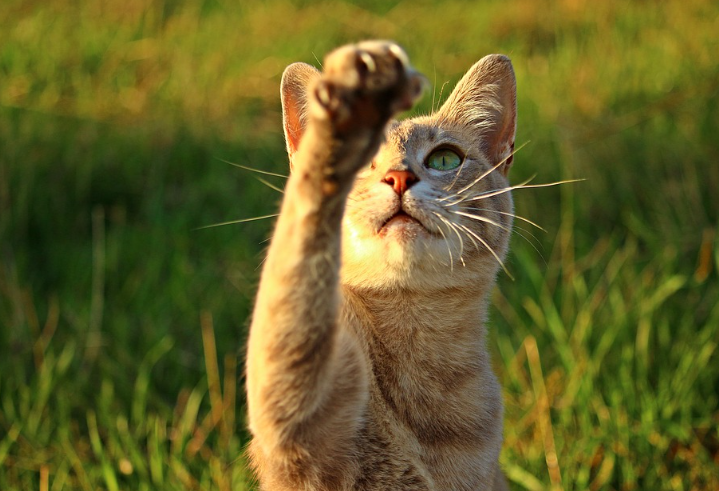 Apakah Cakaran Kucing Berbahaya? Begini Penjelasan Dokter yang Wajib Kita Ketahui