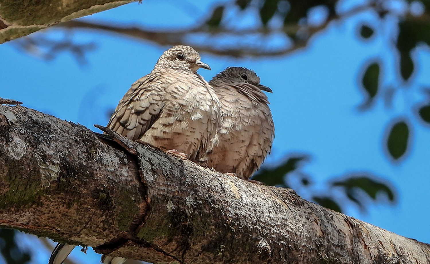 8 Burung Perkutut Lokal yang Disebut Memiliki Tuah Bagi Pemiliknya 