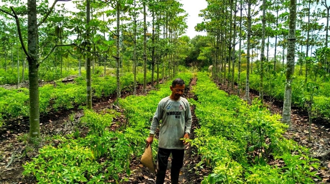 Mampukah Sistem Agroforestri Mendukung Petani Berjaya?