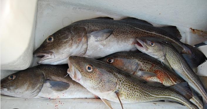 Selain Minyaknya, Inilah Manfaat Ikan Kod yang Jarang Diketahui Banyak Orang