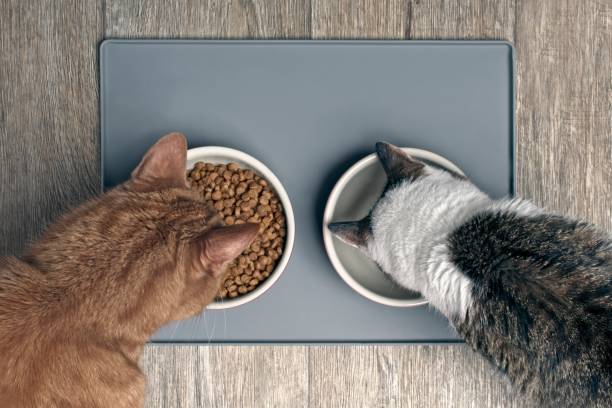 4 Cara Memilih Makanan Kucing yang Tepat dan Sehat