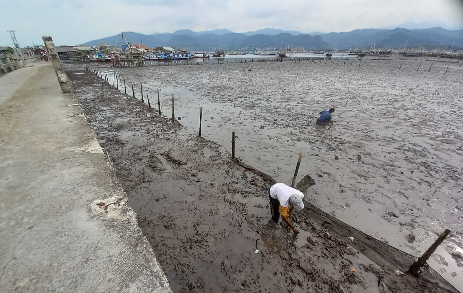 Berkah Air Laut Surut, Warga Berbondong Mencari Kerang di Pesisir Bandar Lampung