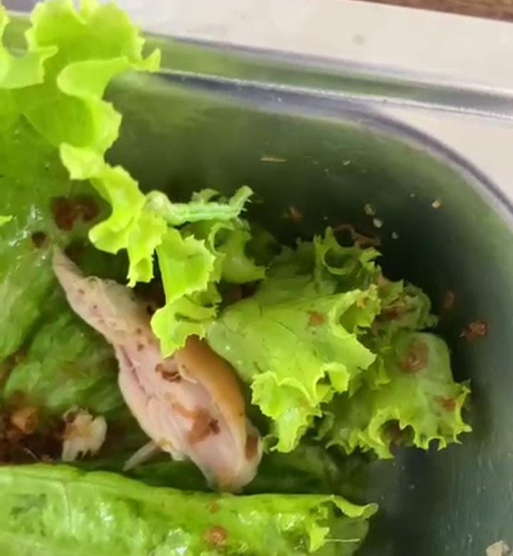 Ada Ulat di Sayur MBG SMAN 2 Liwa, Satgas Turun Tangan dan Penyedia Dapat Teguran Pertama