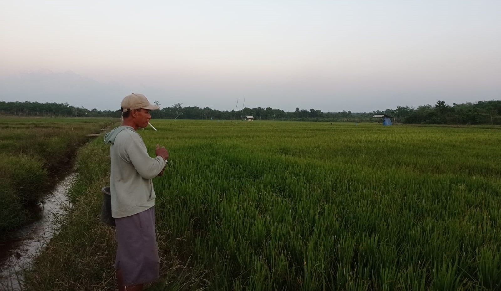 Tolong! Para Petani di Lampung Ini Terancam Gagal Panen