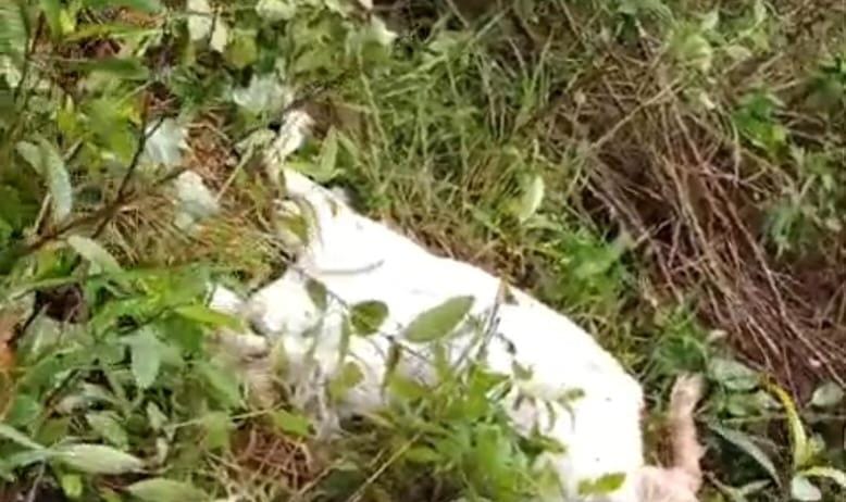 Diduga Dimangsa Beruang, Dua Kambing Warga Pematangsawa Tanggamus Tewas