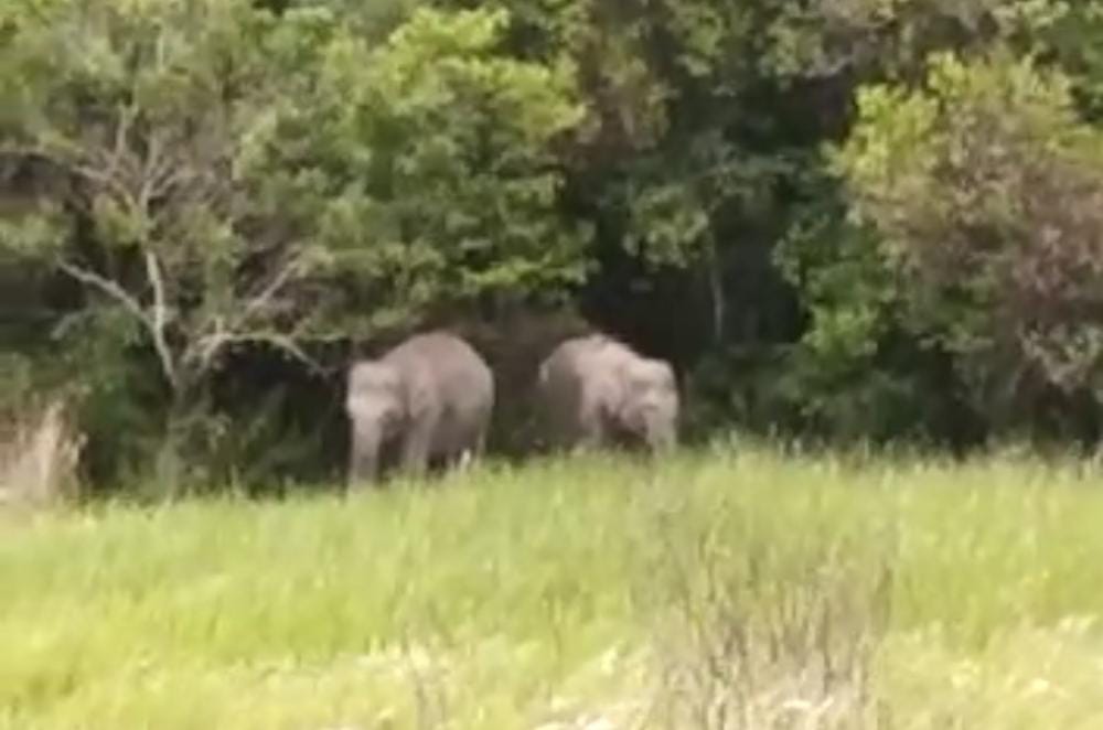 Kawanan Gajah Berkeliaran di Rumah Warga dan Minimarket