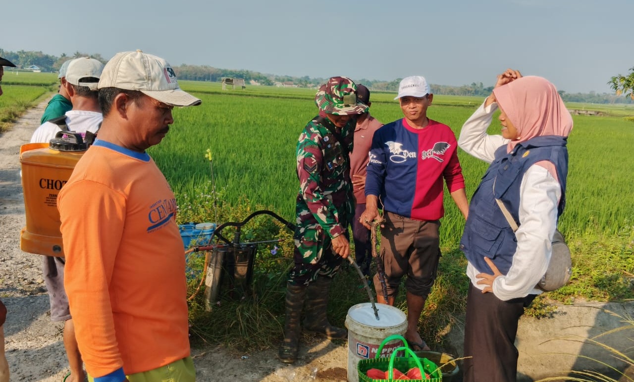 Babinsa, Korluh, PPL, dan Gapoktan Bergerak Cepat Laksanakan Gardal Wereng di Kampung Suka Agung