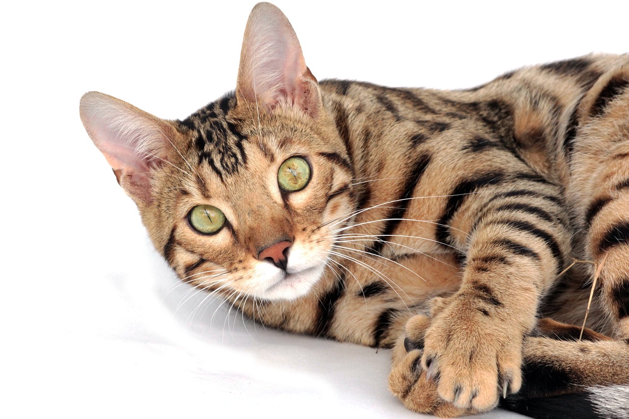 Ras Kucing yang Menyerupai Harimau, Nomor 4 dan 6 Dari Afrika