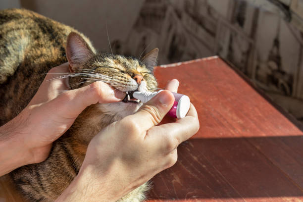Bisa Dengan Bahan Alami. Inilah 6 Cara Mengobati Sariawan Pada Kucing