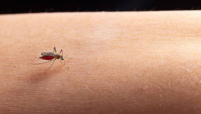 Kenali Chagas, Penyakit yang Bisa Menyerang Jantung