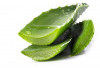 The Benefits of Aloevera are Rarely Known