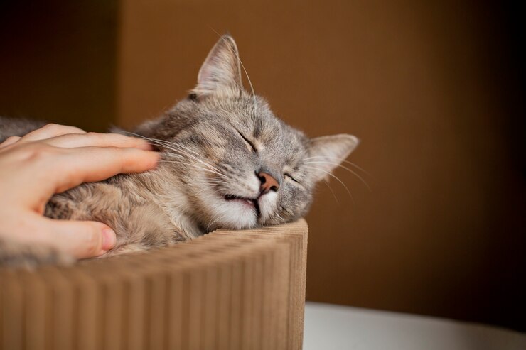 Siapkan Mental! Inilah Pertanda Kucing Akan Meninggal