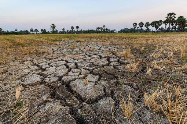 Antisipasi El Nino, DKP3 Koordinasi dengan OPD Jaga Hasil Pertanian