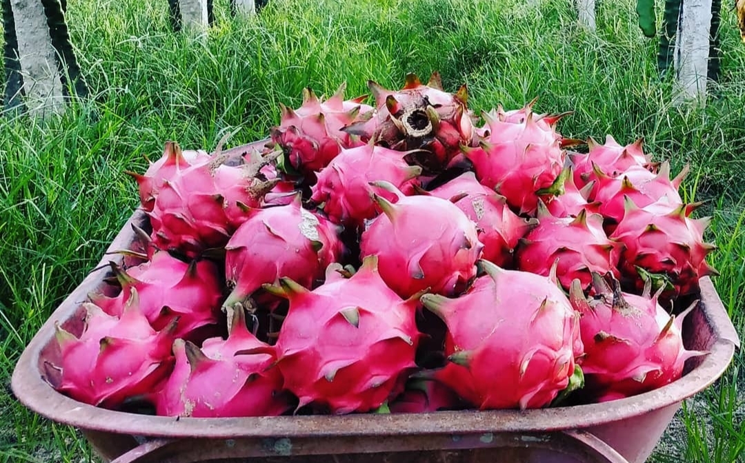 8 Manfaat Buah Naga bagi Kesehatan Tubuh, Ada Manfaat Mengatasi Obesitas 