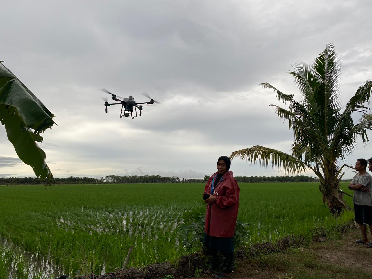 Lebih Efisien! Petani di Mesuji Lampung Pakai Drone Siram Pupuk di Sawahnya, 1 Hektar cuma 11 Menit